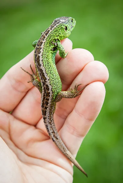 Lagarto — Fotografia de Stock