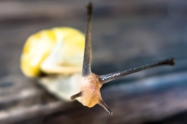 Small snail — Stock Photo, Image