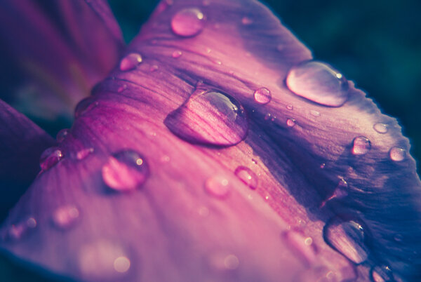 Drops  of water on flower