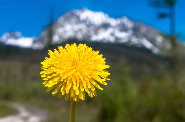 Diente de león —  Fotos de Stock