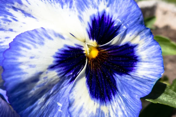 Flor - viola —  Fotos de Stock