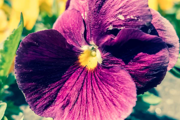 Flor - viola — Fotografia de Stock