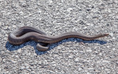 Yılan - Vipera Berus