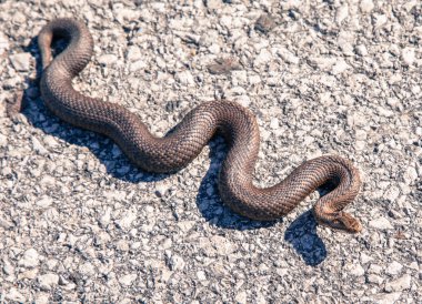 Yılan - Vipera Berus