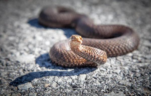 Змія - Vipera Berus — стокове фото