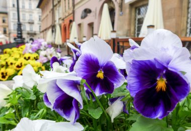 Çiçekler tencerede, Krakow, Polonya