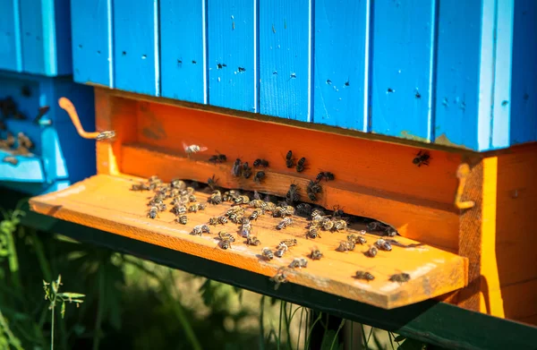 Bienenstock — Stockfoto