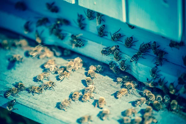 蜂巢 — 图库照片
