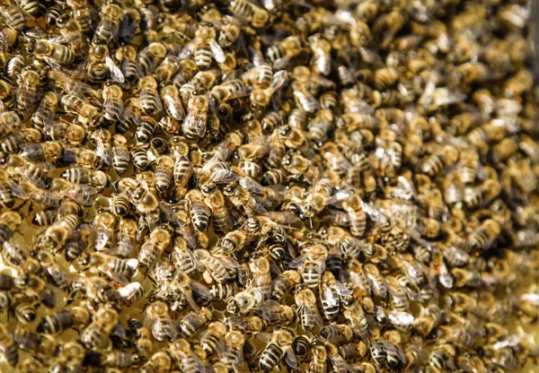 Enjambre de abejas —  Fotos de Stock