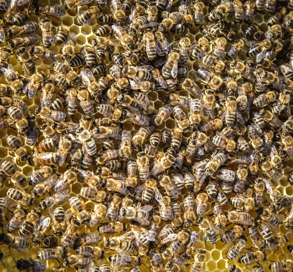 Arı sürüsü — Stok fotoğraf