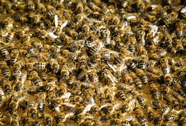 Enjambre de abejas — Foto de Stock