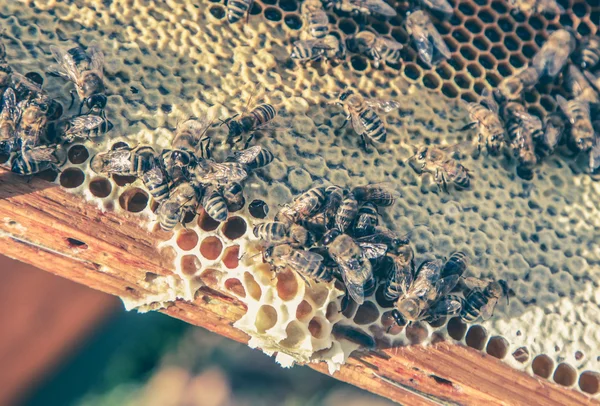 Enjambre de abejas —  Fotos de Stock