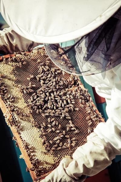 Peternak lebah — Stok Foto
