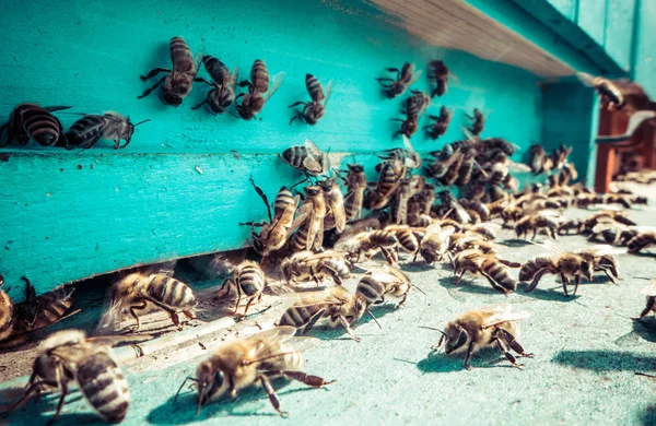 Bienenstock — Stockfoto