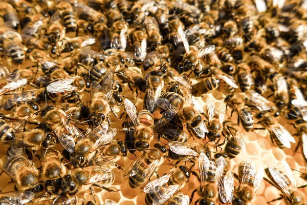 Enjambre de abejas —  Fotos de Stock