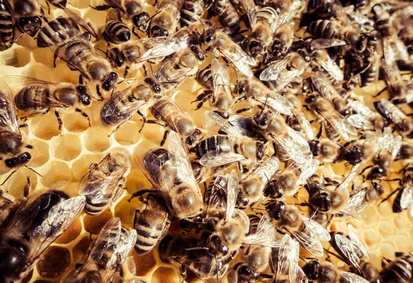 Enjambre de abejas —  Fotos de Stock