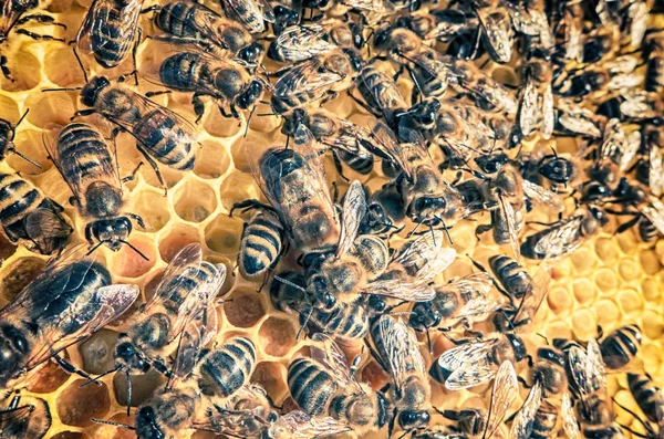 Enjambre de abejas — Foto de Stock