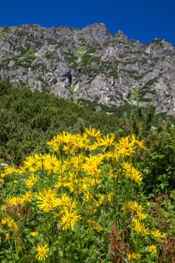 yüksek tatras, Slovakya