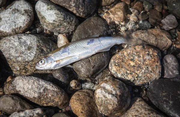 Pesce morto — Foto Stock