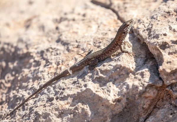 Lagarto — Fotografia de Stock