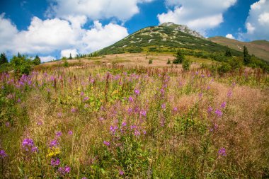 Dağ Mala Fatra Slovakya