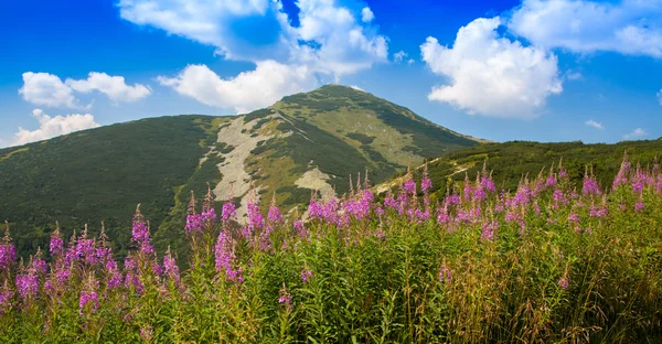 Hill - Velky Krivan - i området Mala Fatra, Slovakien — Stockfoto