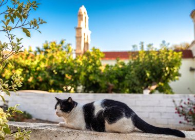 Black and white cat resting on stone wall in Panormos village on Crete island, Greece, with Mediterranean greenery and traditional architecture in the background.