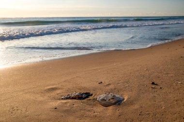Bulgaristan 'ın Karadeniz kıyılarından tipik bir manzara olan, yumuşak sabah ışıklarıyla aydınlanan, arka planda yumuşak deniz dalgalarıyla kıyıya vurulan iki denizanası..