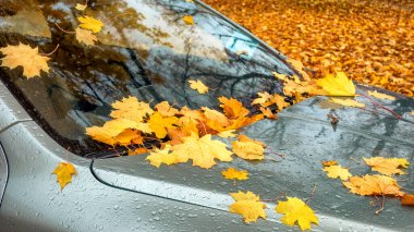 Sarı akçaağaç yaprakları yağmurdan sonra ıslak araba yüzeyinde uzanıyor, sonbahar ve sonbahar atmosferini gösteriyor.