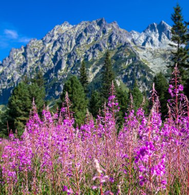doğada yüksek tatras, Slovakya