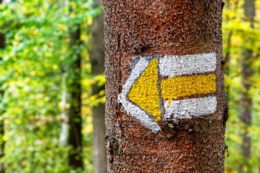 Yeşil ormandaki ağaç gövdesine sarı yürüyüş yolu oku çizilmiş. Doğa yollarını keşfeden gezginler ve yürüyüşçüler için navigasyon ve yön sembolü.
