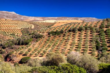 Yunanistan 'ın Girit adasının kuru tepelerindeki teraslı zeytin tarlaları, yukarıdaki çalılar ve mavi yaz gökyüzü, Akdeniz tarımını ve kırsal araziyi temsil ediyor..