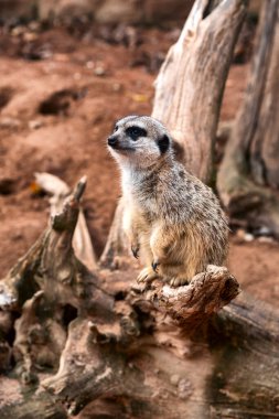 Meerkat bir ağaç dalında dikiliyor ve çevresini izliyor. Bu küçük sosyal hayvanın doğal davranış sahnesi, sıcak renkler, detay ve tipik alarm duruşu..