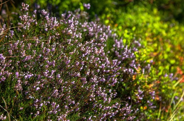 Flora in High Tatras, Slovakia — Stock Photo, Image