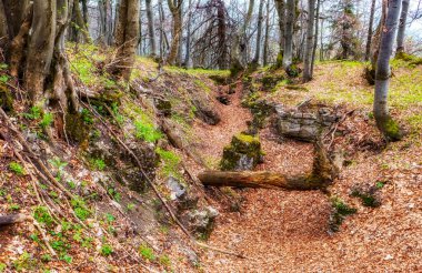Eski ağaçlar ve taze bahar bitkileriyle çevrili yaprak kaplı bir patika boyunca devrilmiş bir ağaç gövdesi olan doğal orman vadisi. Dokunulmamış doğa ve sakin atmosferi gösteren sessiz orman manzarası.