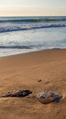 Deniz anası sahilin yakınındaki kumlu sahilde kıyıya vurdu. Yumuşak akşam ışığı ve sakin deniz dalgaları ekolojik konseptle doğal kıyı sahnesi oluşturur..