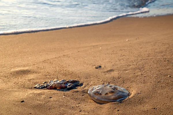 Deniz anası, sıcak altın gece ışığı sırasında kıyı şeridi yakınındaki kumlu sahilde mahsur kaldı. Sakin dalgalar ve ekolojik kavramlarla doğal kıyı sahnesi.