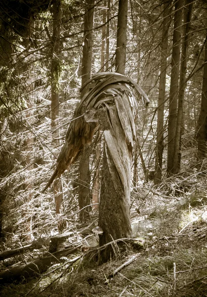 Brustet träd i skogen — Stockfoto