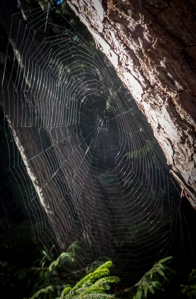 Ragnatela su albero — Foto Stock