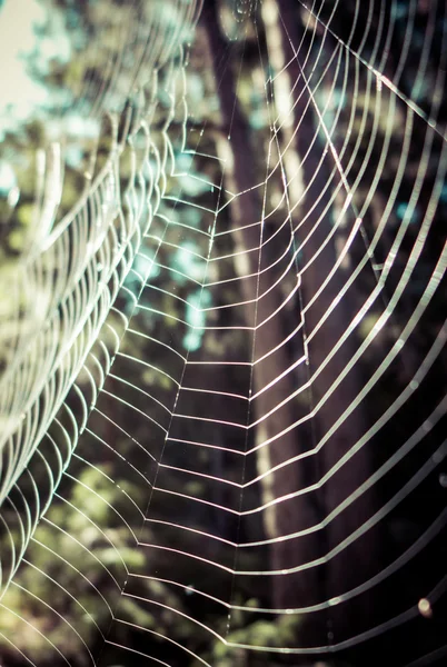 Telaraña en el árbol — Foto de Stock