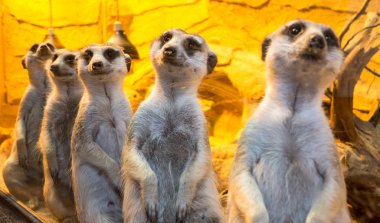Suricate - görünümü kadar yakın