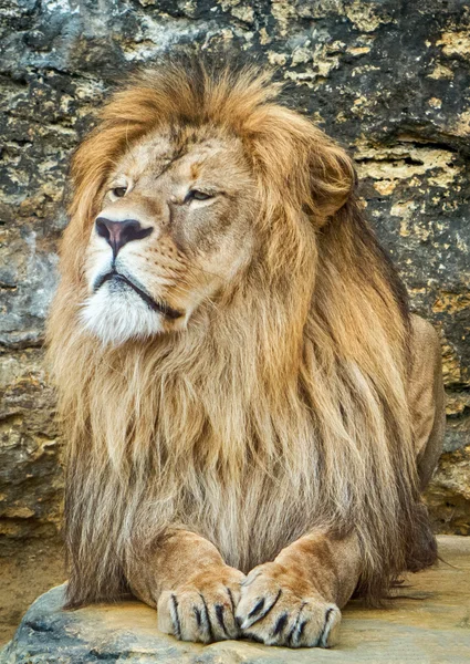 Löwe posiert im Zoo — Stockfoto