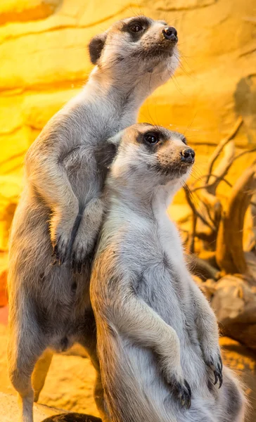 Suricate - close-up weergave — Stockfoto