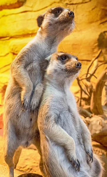 Suricate - close-up weergave — Stockfoto