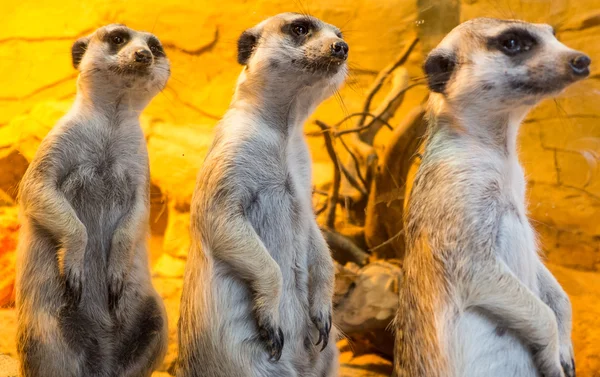 Suricate - vista de cerca — Foto de Stock