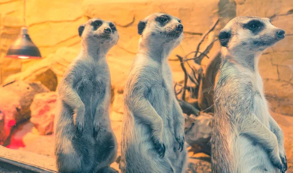 Suricate - close-up weergave — Stockfoto