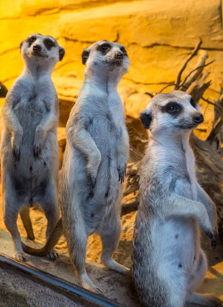 Suricate - vista de cerca — Foto de Stock