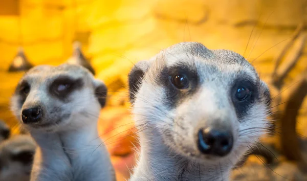 Suricate - vista de cerca — Foto de Stock