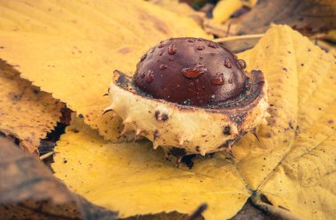 Chestnut - sonbaharın simgesi