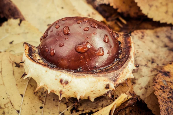 Detalj av kastanj — Stockfoto